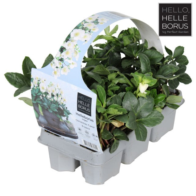 Helleborus nyger 'Christmas Carol' | Christmas Rose | Hellebore | 9cm-2L Available