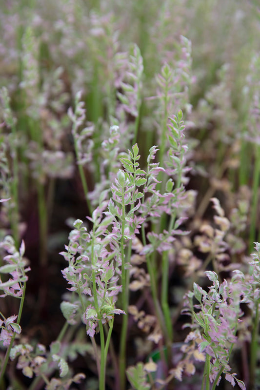Oenanthe javanica ‘Flamingo’ - Marginal Pond Plants - MBP088