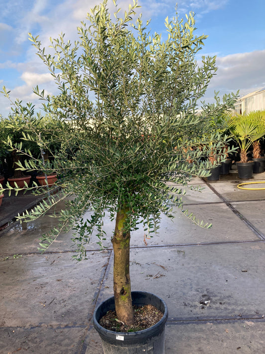 Olive Tree 35L 1.7-1.8m (Multibuy Offers Available)