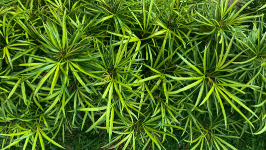 Ophiopogon japonicus