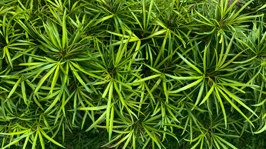 Ophiopogon japonicus