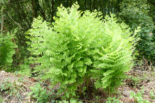 Osmunda regalis