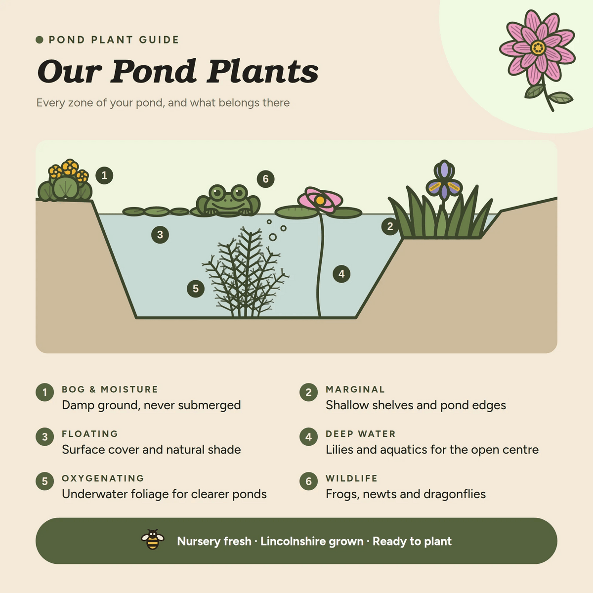 Eriophorum russeolum