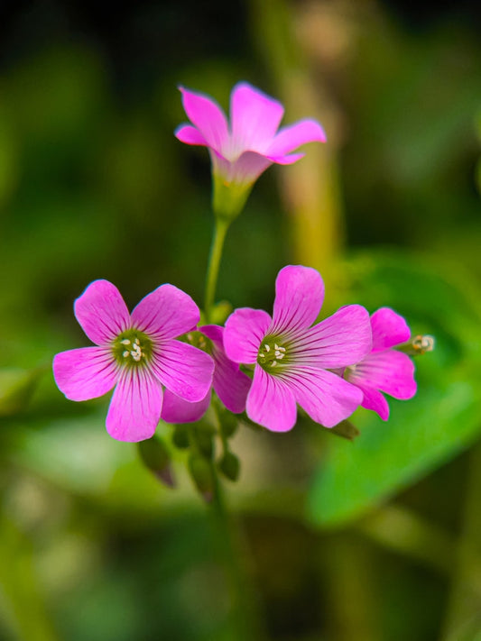 Oxalis Corymbosa - BP091 Packs