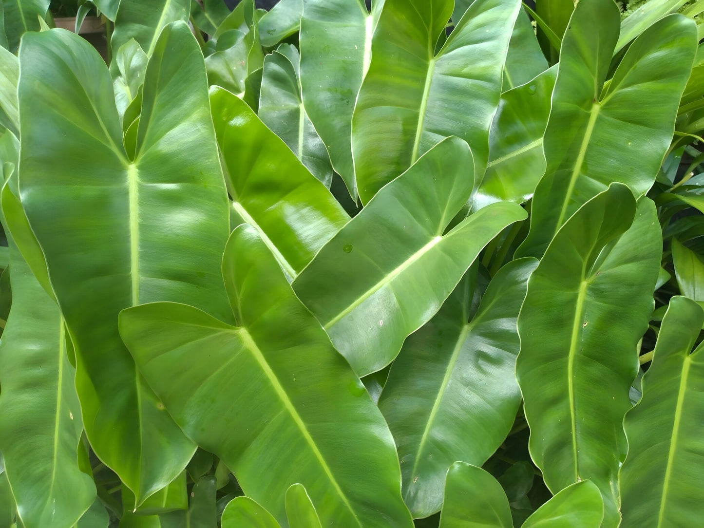 Peltandra undulata
