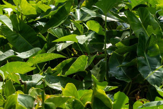 Peltandra undulata (Green arrow arum) - Marginal Pond Plants - MP087