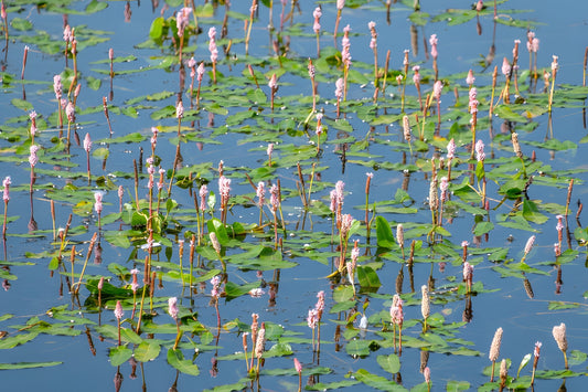 Persicaria bistorta