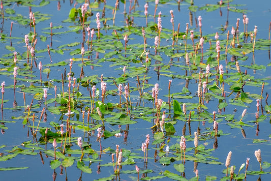 Persicaria bistorta (Adderwort, Bistort, Red legs or Snakeweed) - Marginal Pond - BP088A