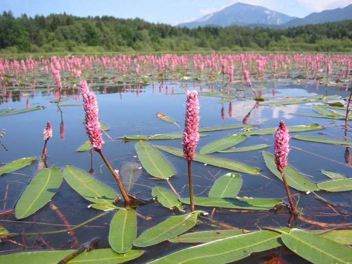 Persicaria amphibia (Amphibious bistort) - Marginal Pond Plants - MP088