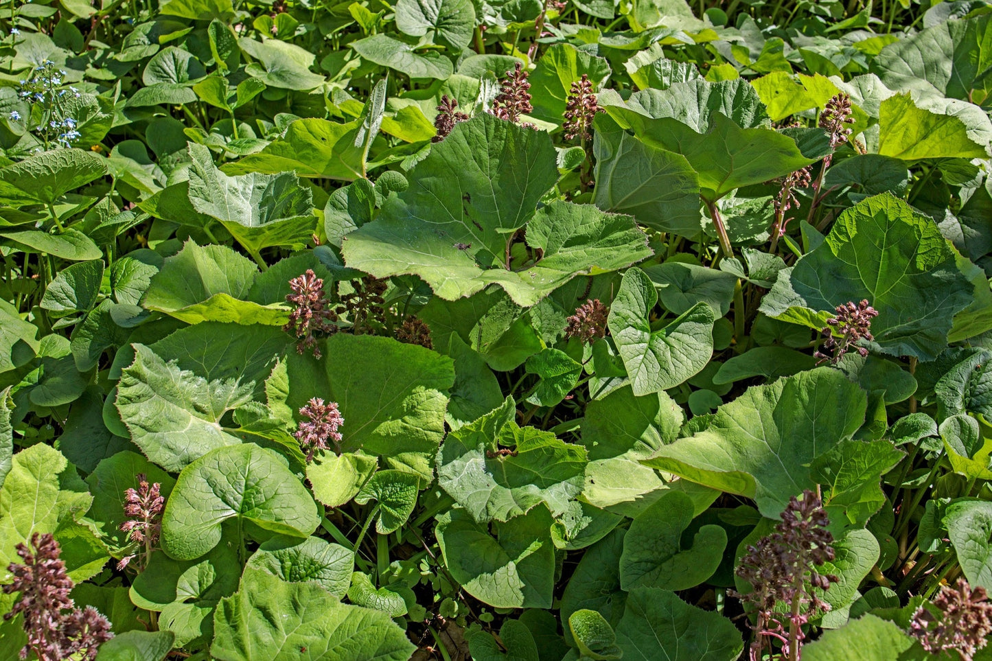 Petasites hybridus