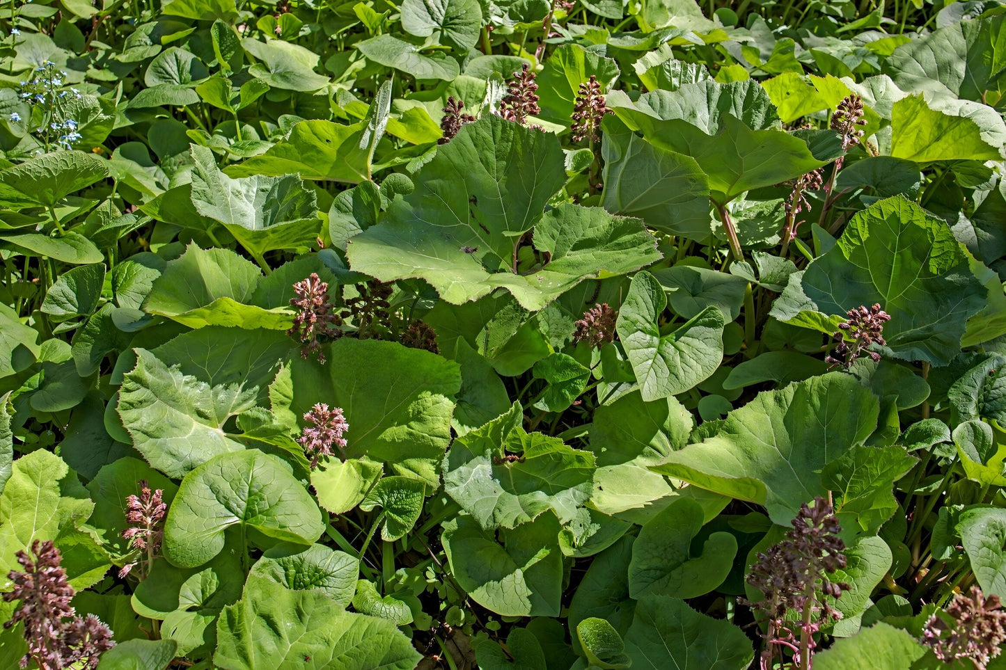 Petasites hybridus