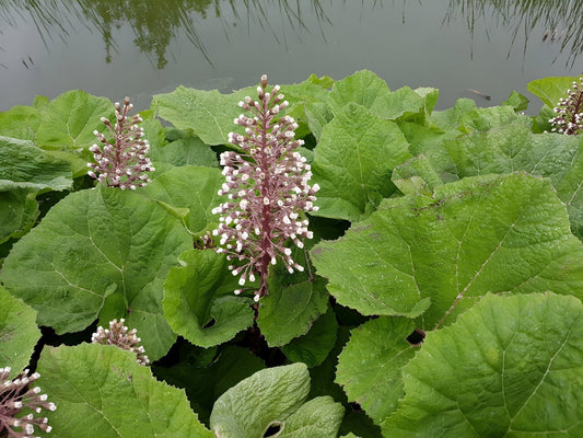 Petasites hybridus