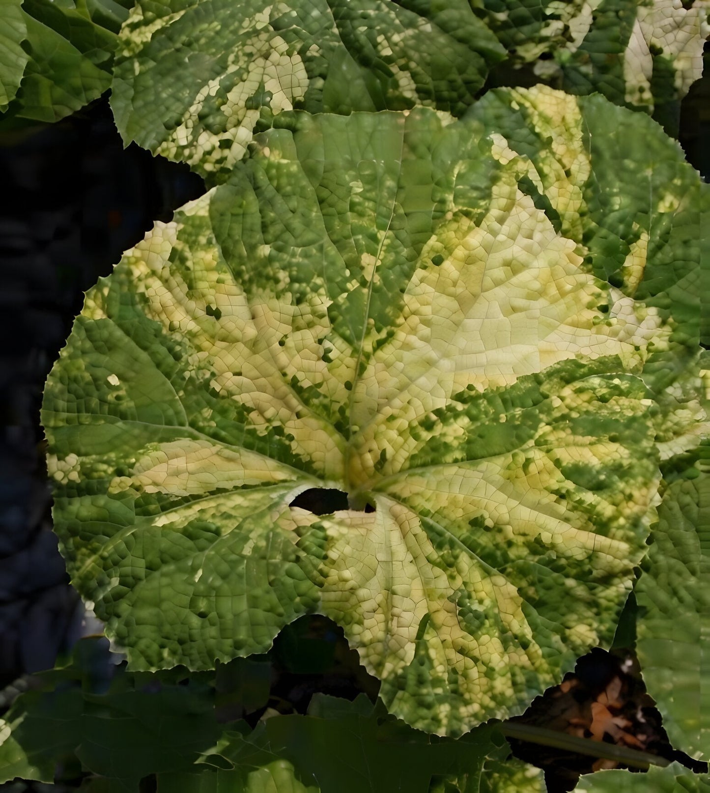 Petasites japonicus variegata