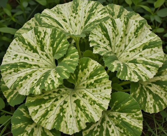 Petasites japonicus variegata