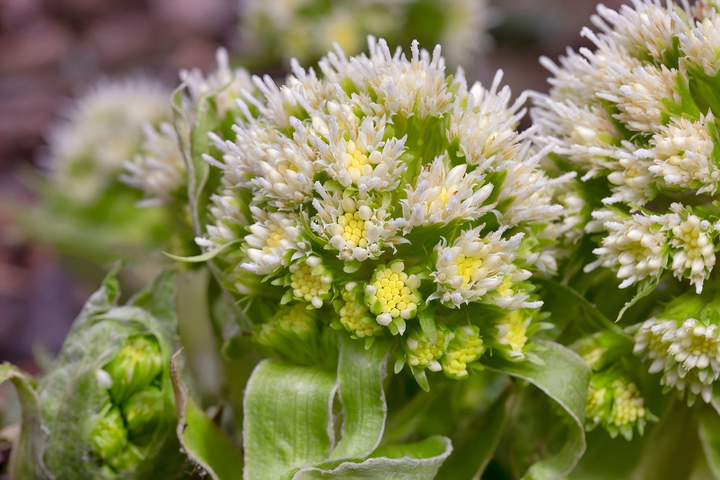 Petasites albus
