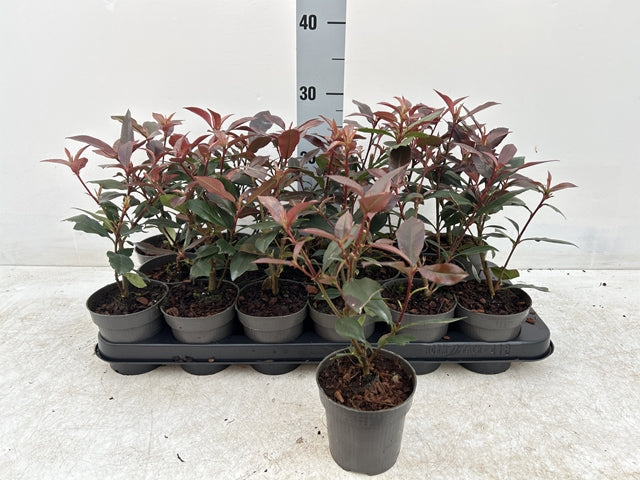 Photinia 'Carre Rouge' 9cm/2L