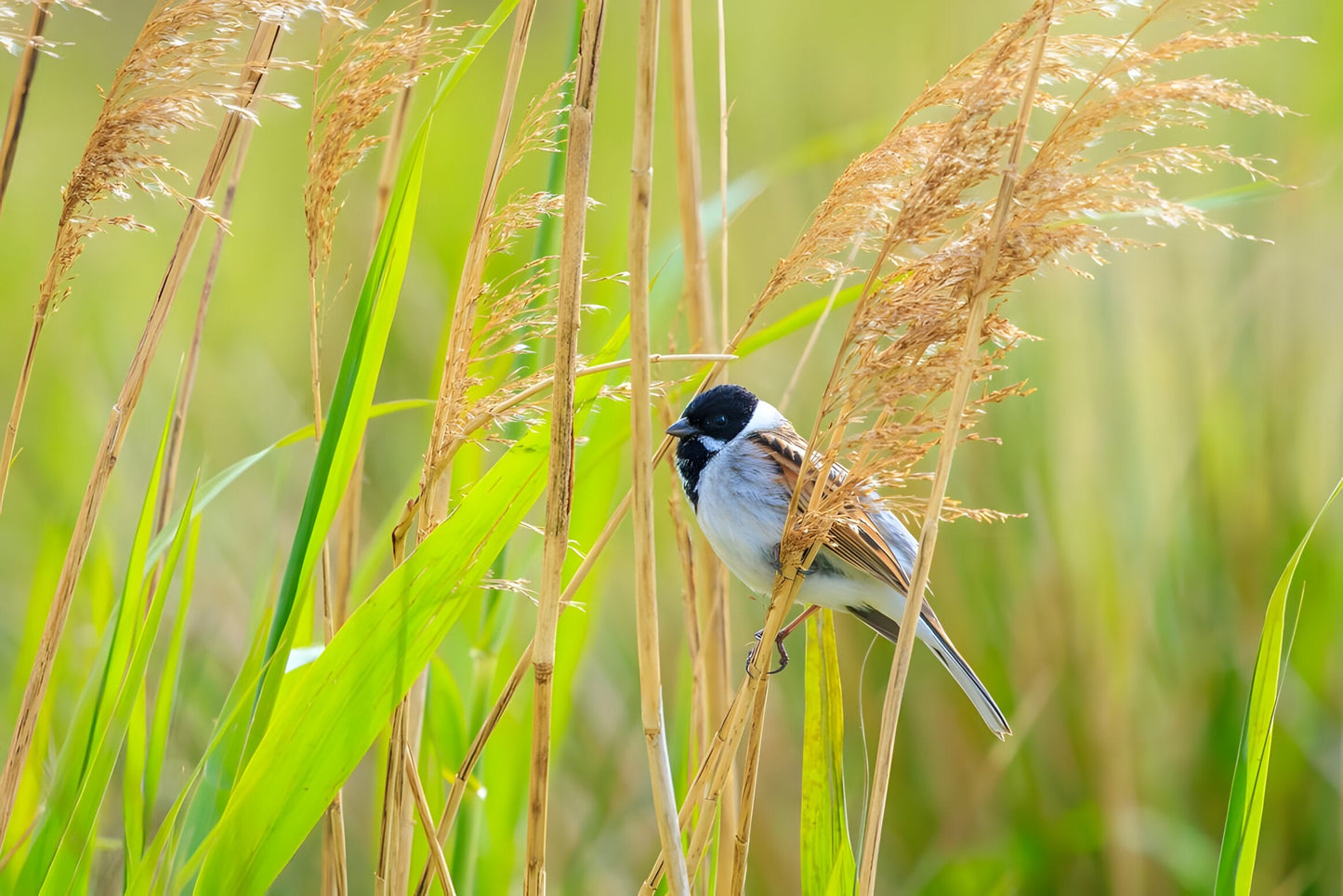 Phragmites australis