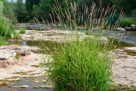 Phragmites australis