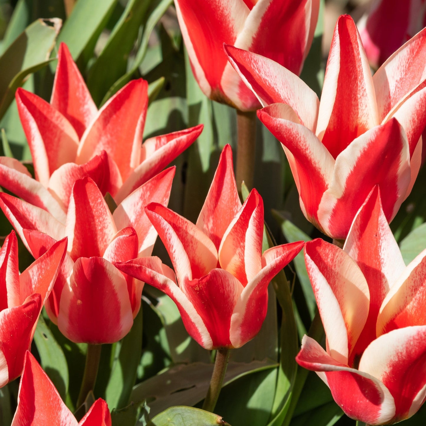 Dwarf Tulip 'Pinocchio' (4 Bulbs)