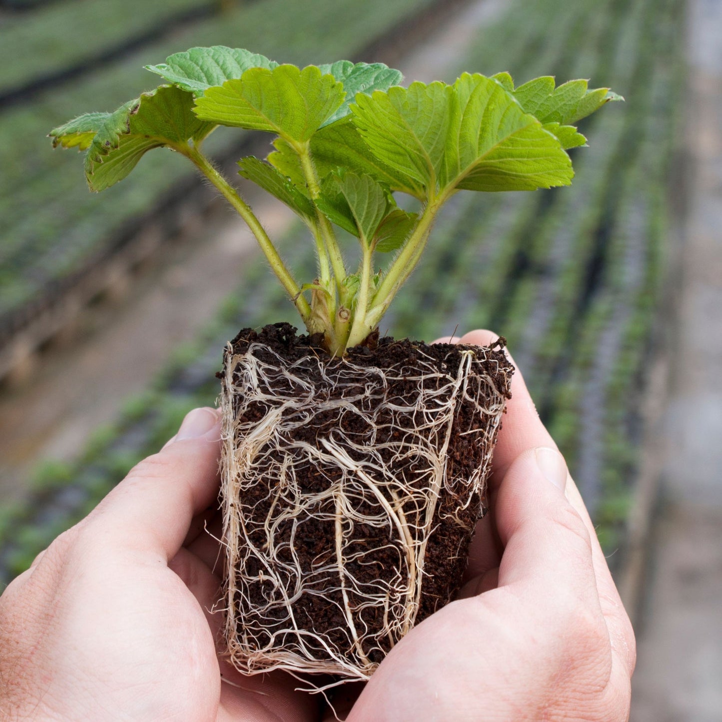 Our selection of Herbs 3cm / 9cm