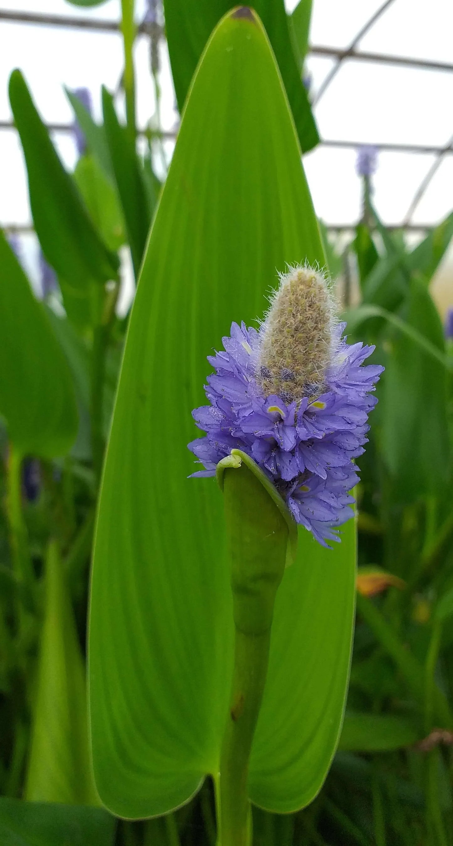Pontederia cordata lanceolata (Giant Pickerel Weed) - MP095 Packs