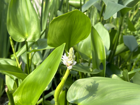 Pontederia cordata 'Alba'