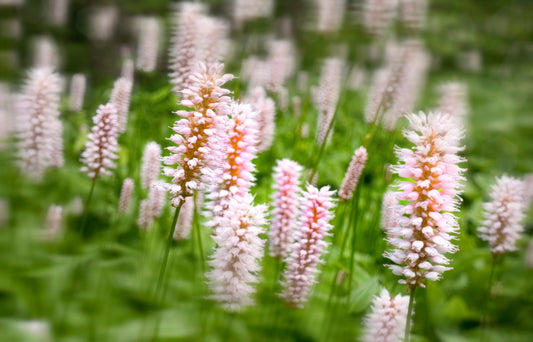 Pontederia cordata ‘Pink’ - Marginal Pond Plants - MP094