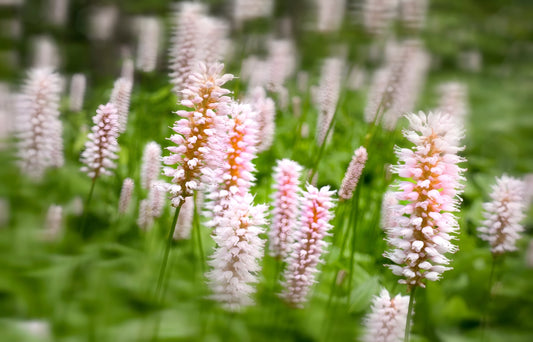 Pontederia cordata 'Pink'