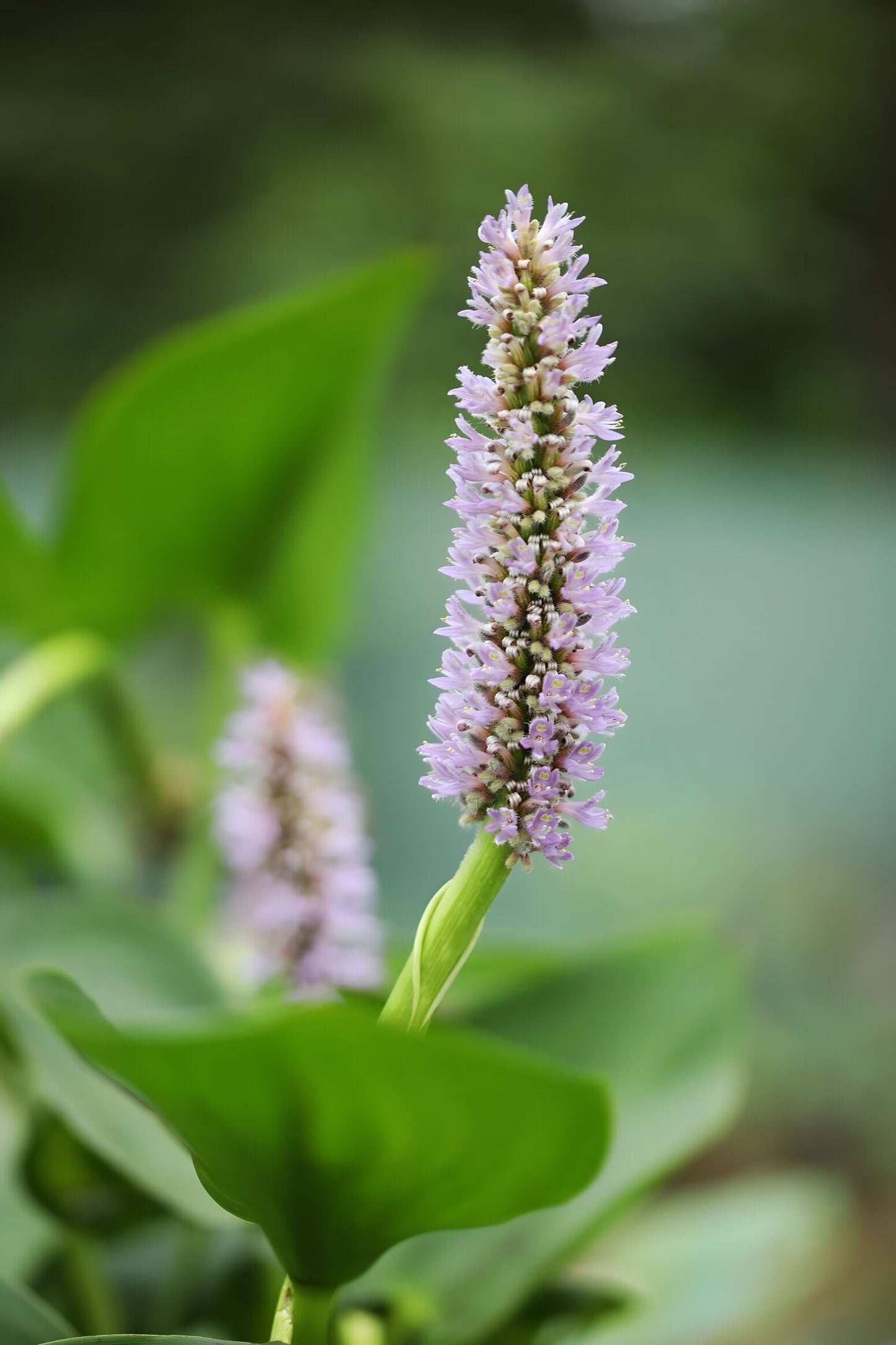 Pontederia cordata 'Pink'