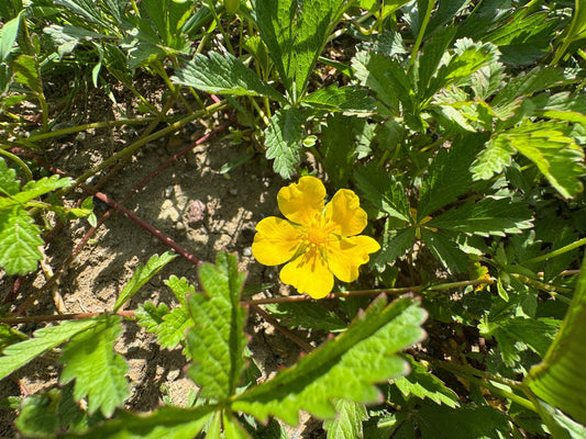 Potentilla hippiana (Colorado silvery cinquefoil) - Marginal Pond Plants - MP096A