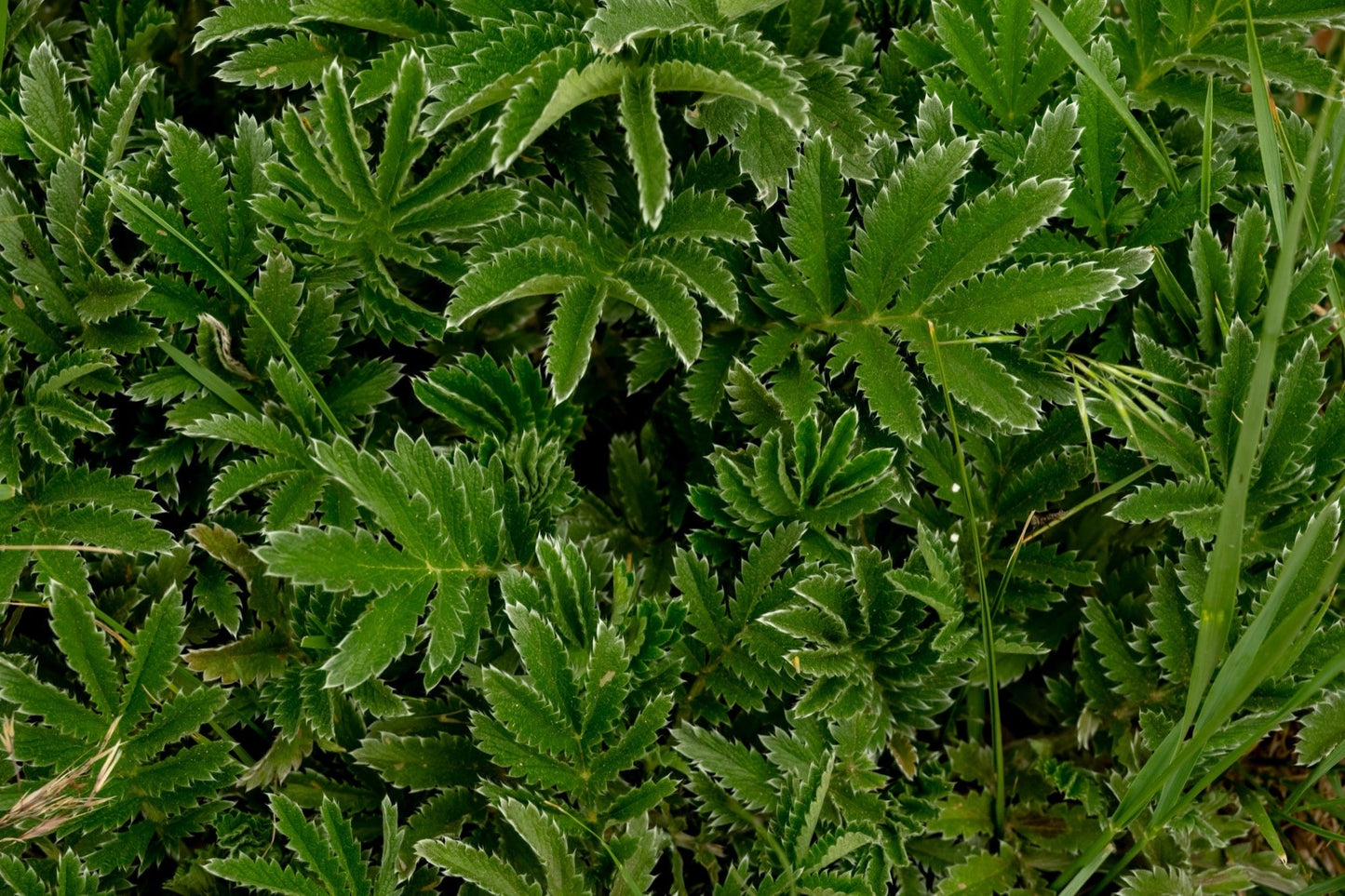Potentilla hippiana