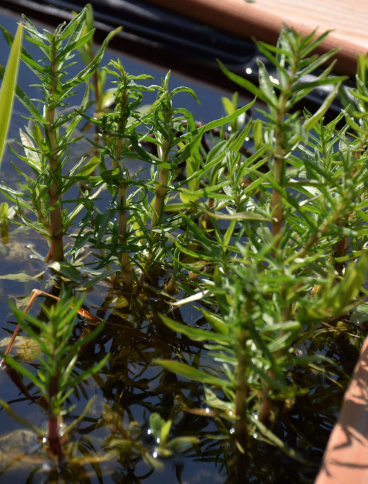 Preslia cervina (Mentha cervina) - Marginal Pond Plants - MP097