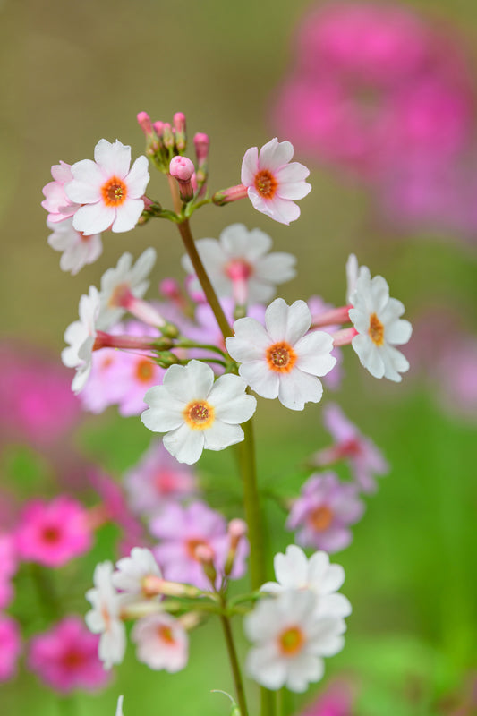 Primula Japonica Apple Blossom