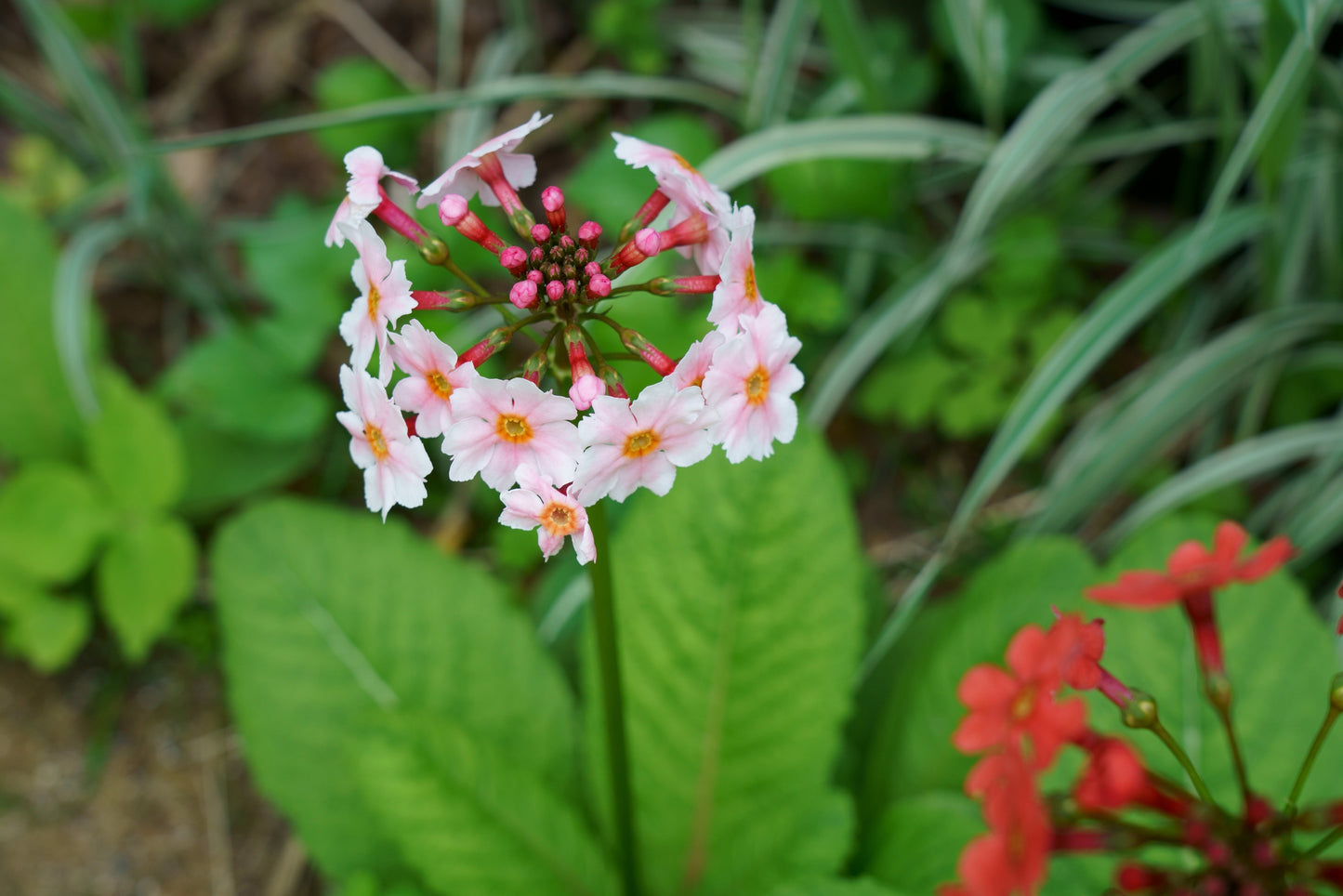 Primula Japonica Apple Blossom