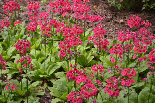 Primula japonica 'Millers Crimson'