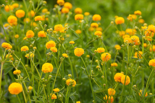 Ranunculus acris