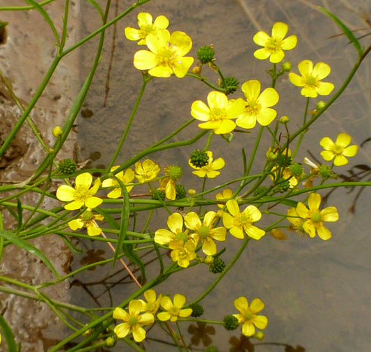 Ranunculus flammula (Lesser spearwort) - MP099 Packs
