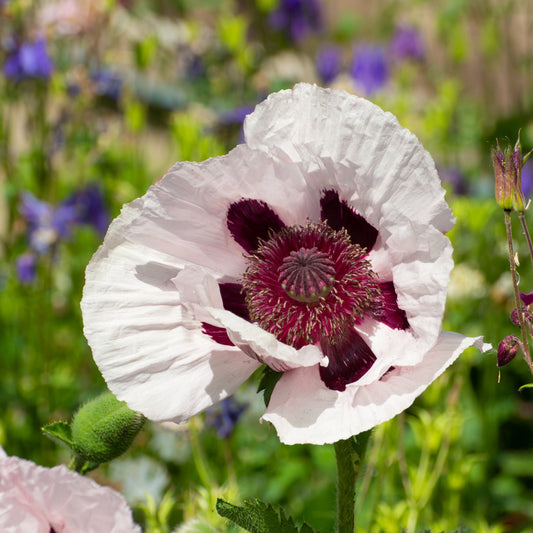 Papaver orientale 'Royal Wedding' | Oriental Poppy 9cm/2L
