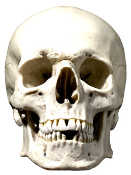 SM91 Skull Halloween Single Face Mask