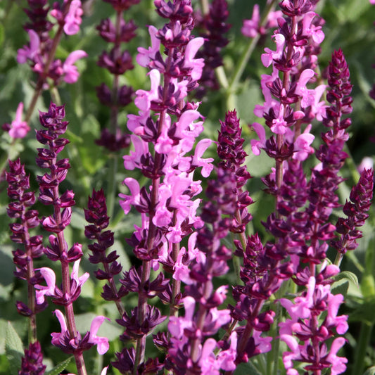 Salvia nemerosa 'Synchro Pink Rose' 9cm