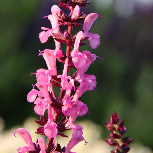 Salvia New Dimensions Rose 9cm/1.5L