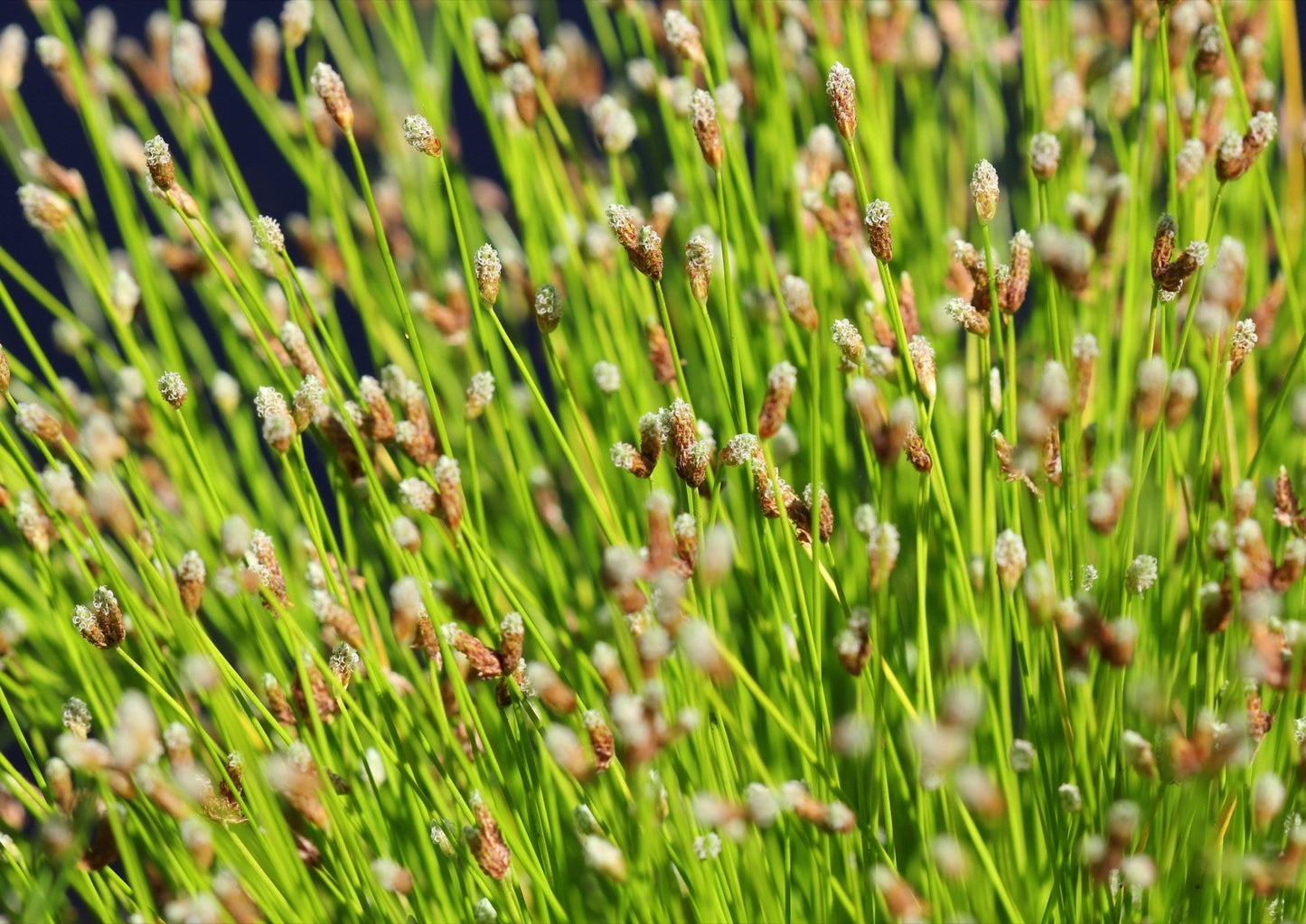 Scirpus cernuus