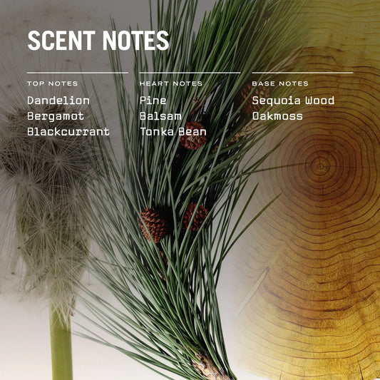 Sequoia Reed Diffuser