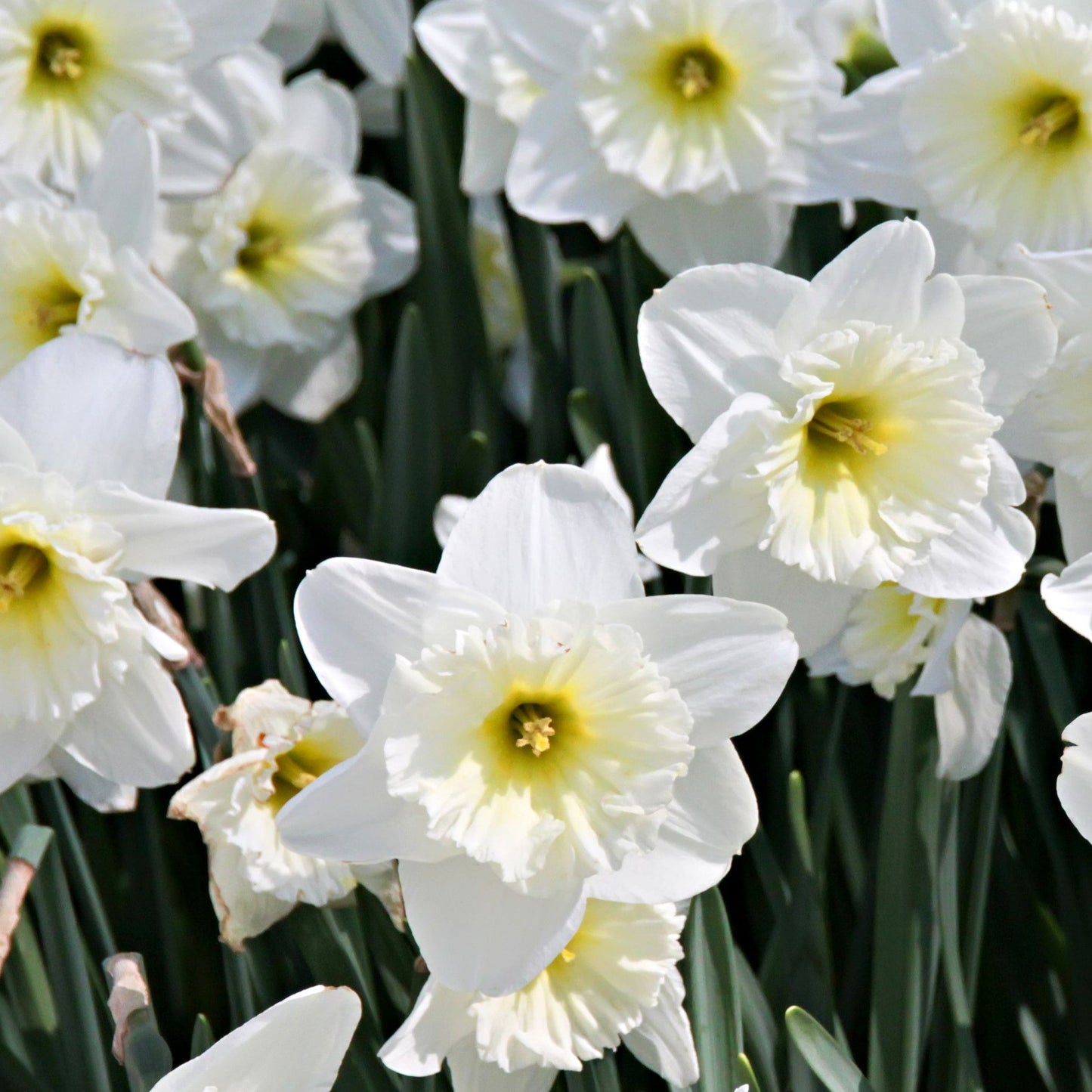 Narcissi Scented White Mix | Dwarf White Daffodil Bulbs (7 Bulbs)