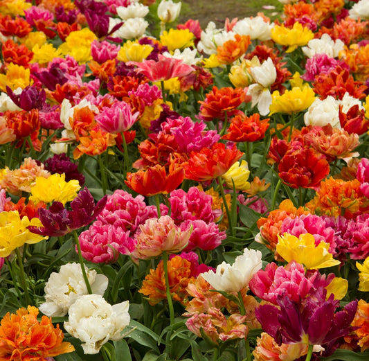 Tulip Double Late Mixed (4 Bulbs)