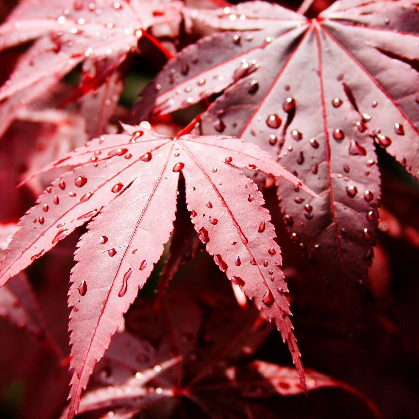 Acer palmatum 'Bloodgood' 35L 175cm