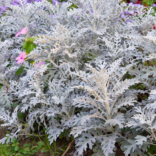 3 x Cineraria 'Silver Dust' (12cm Pots)