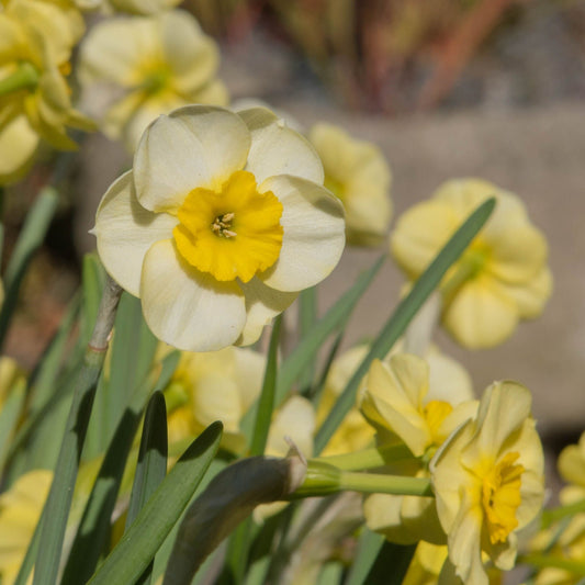 Dwarf Daffodil 'Sun Disc' (7 Bulbs)