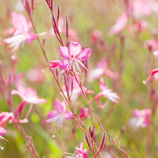 4 x Pink Flowering Perennials 9cm Pots
