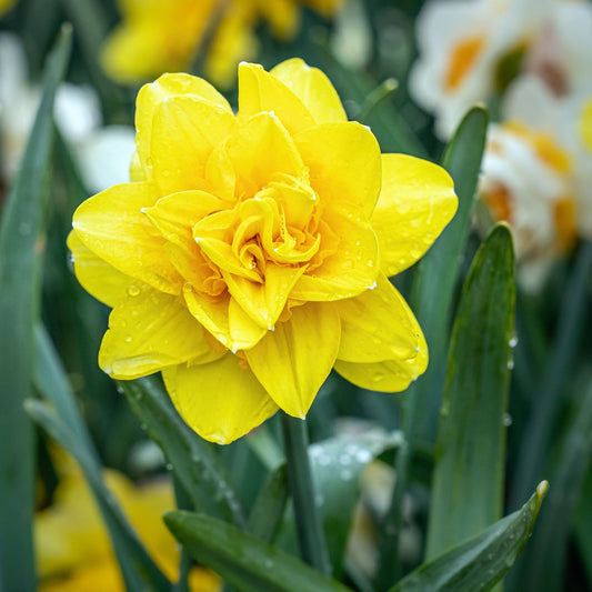 Daffodil 'Golden Ducat' (5 Bulbs)